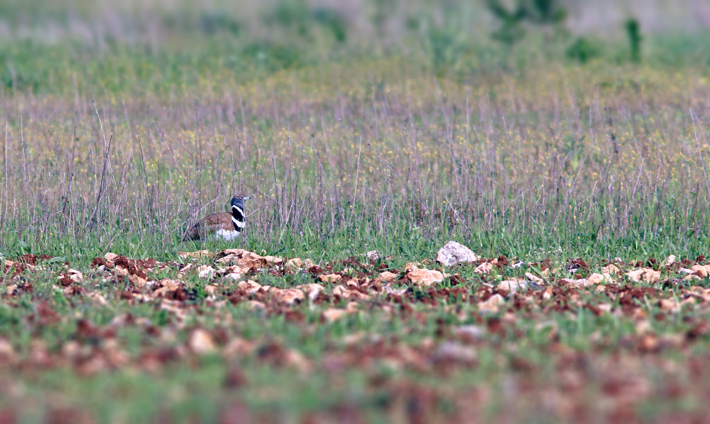 Outarde canepetière