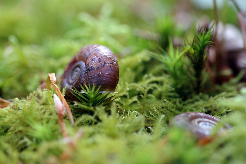 Escargot de Quimper