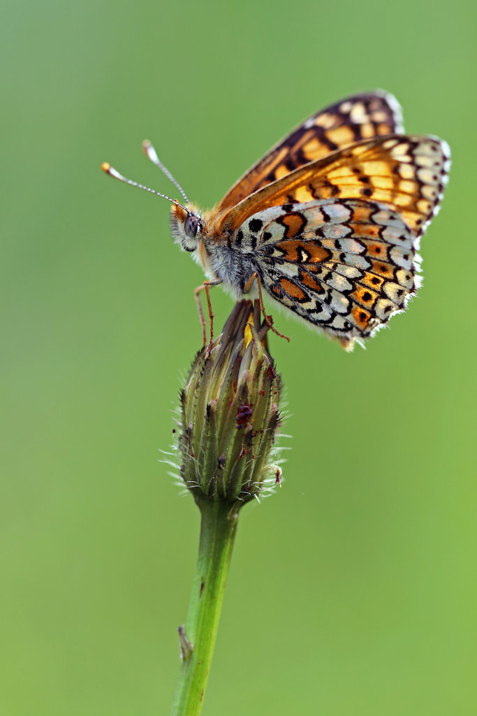 Mélitée du plantain