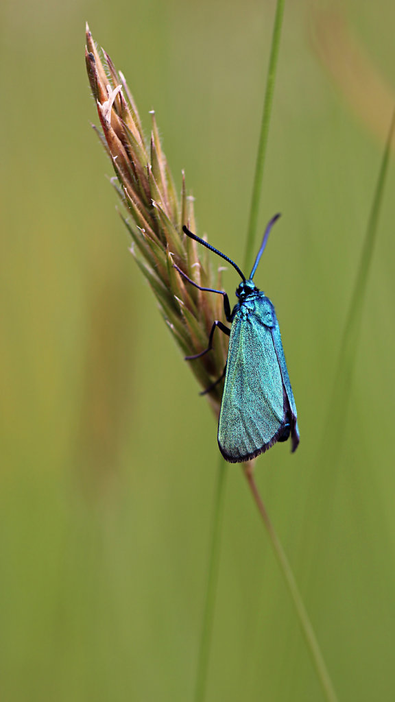 Zygène turquoise