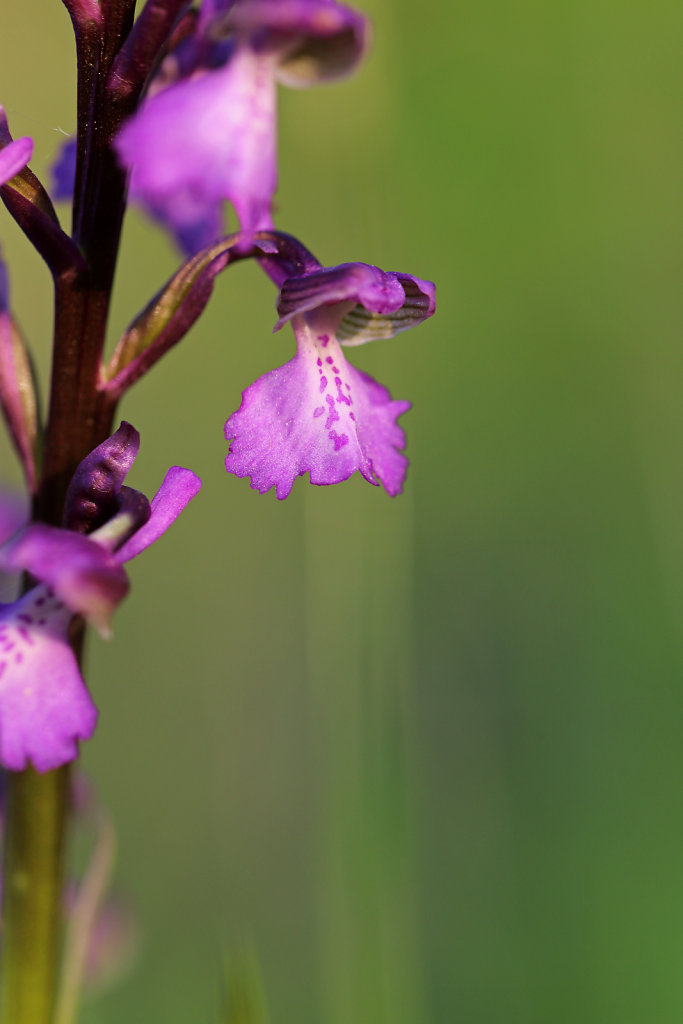 Orchis morio