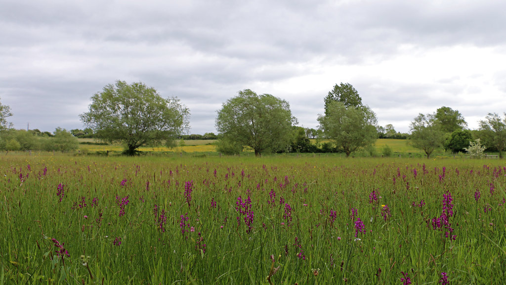 Prairie humide à Orchis à fleurs lâches