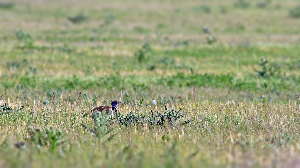 Outarde canepetière