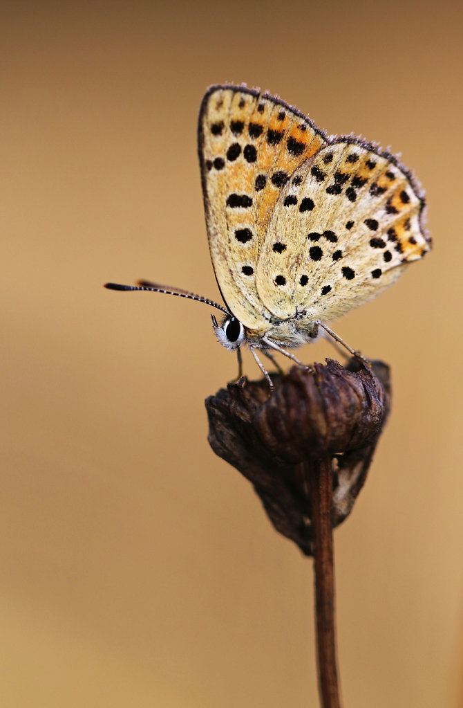 Cuivré fuligineux