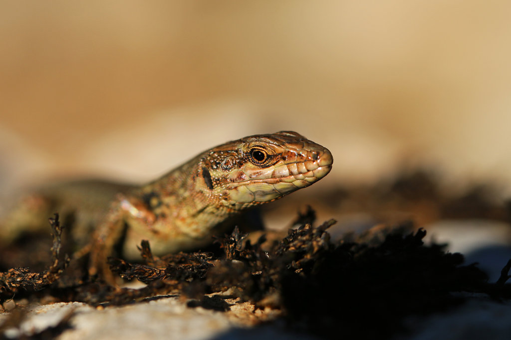 Lézard des murailles