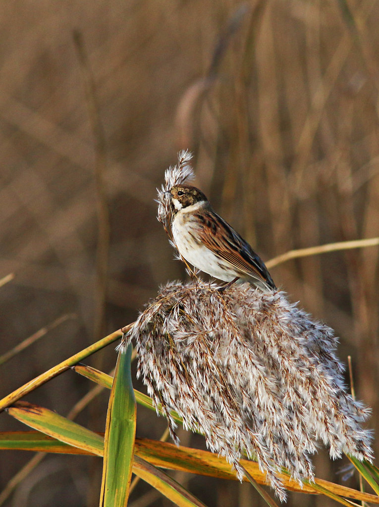 Bruant des roseaux