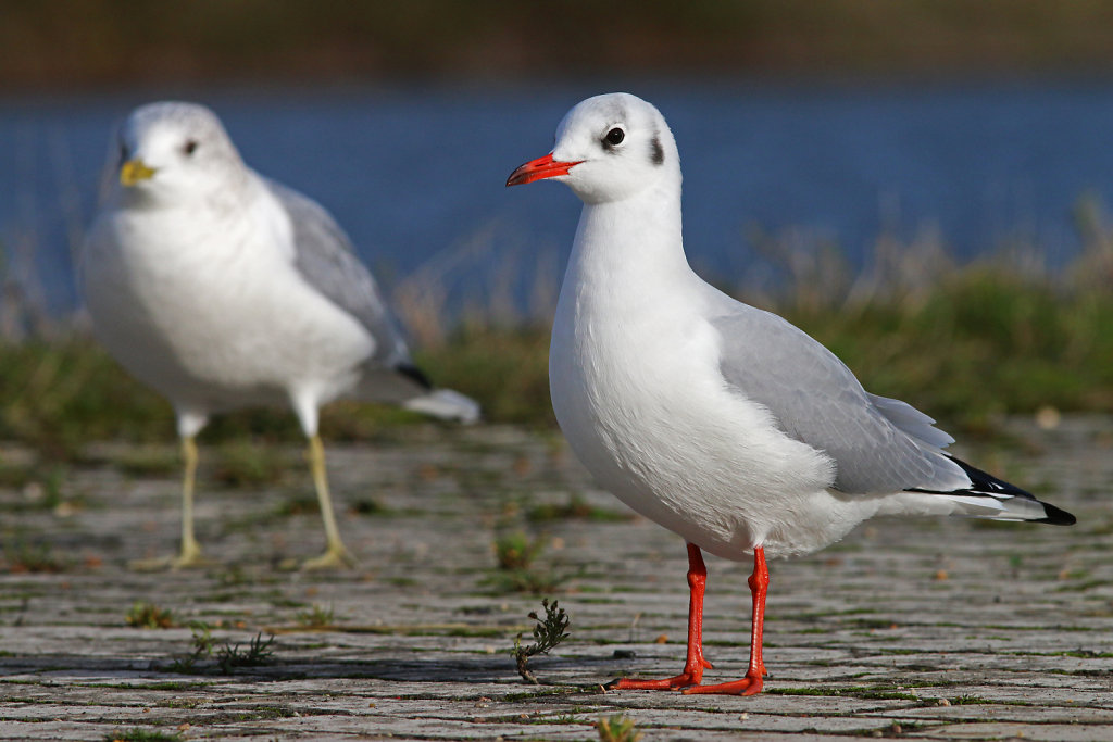 Mouette rieuse