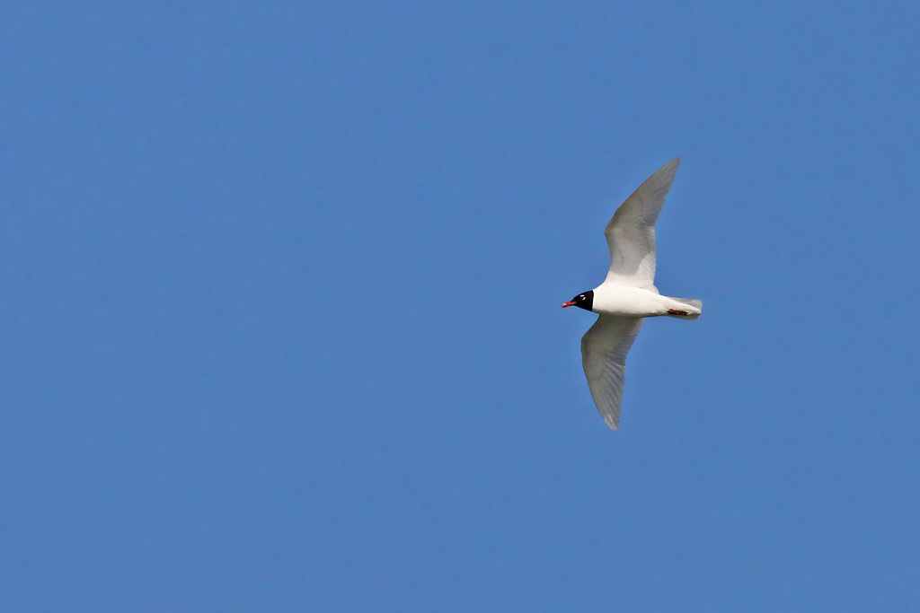 Mouette mélanocéphale