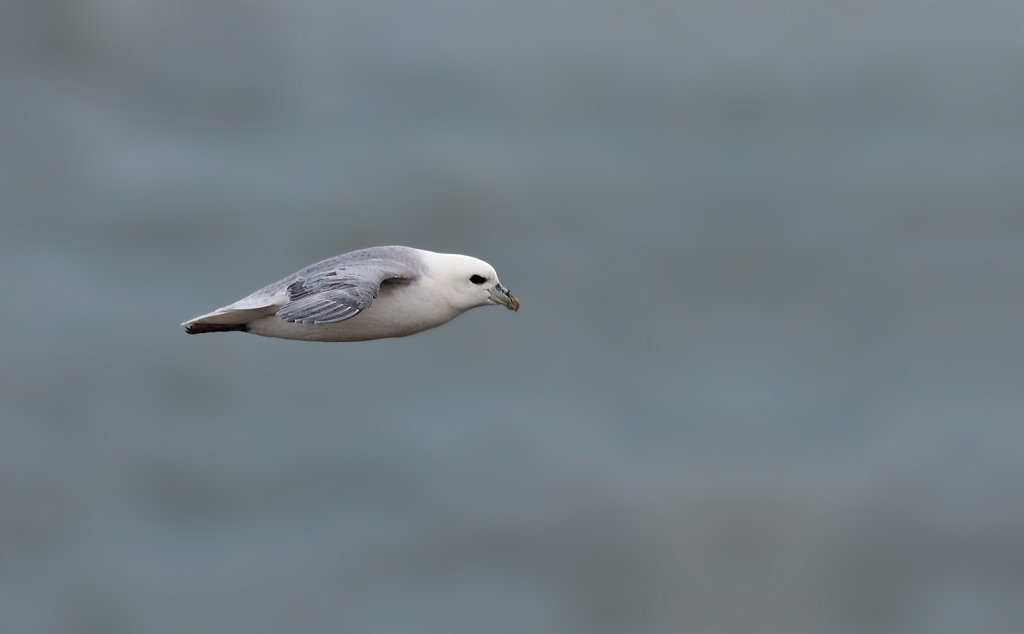 Fulmar boréal