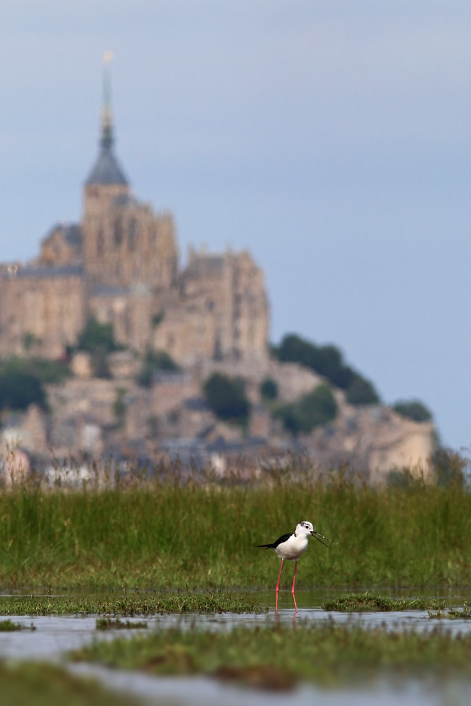 Echasse blanche