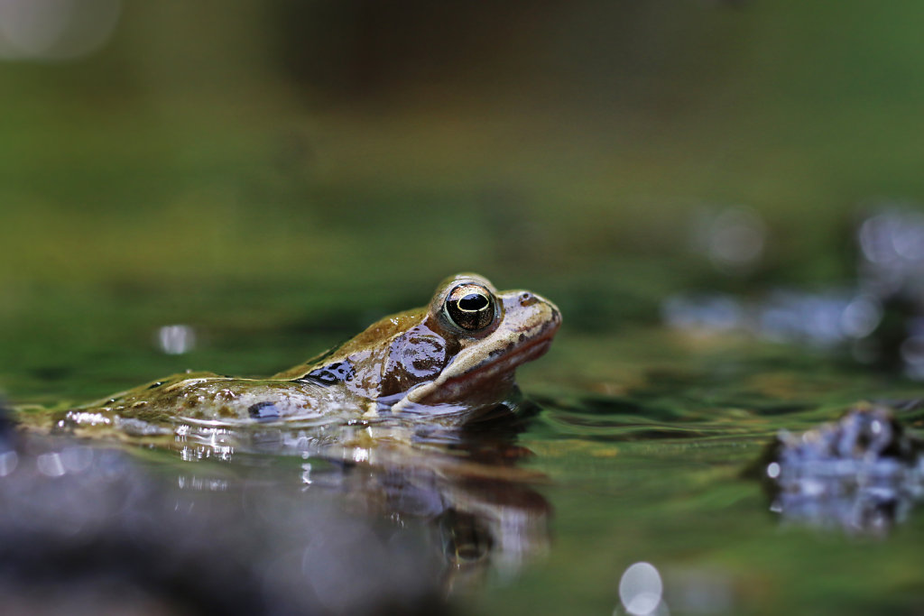 Grenouille rousse