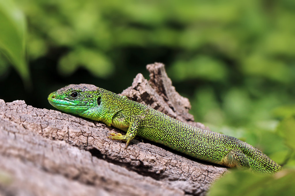 Lézard vert occidental