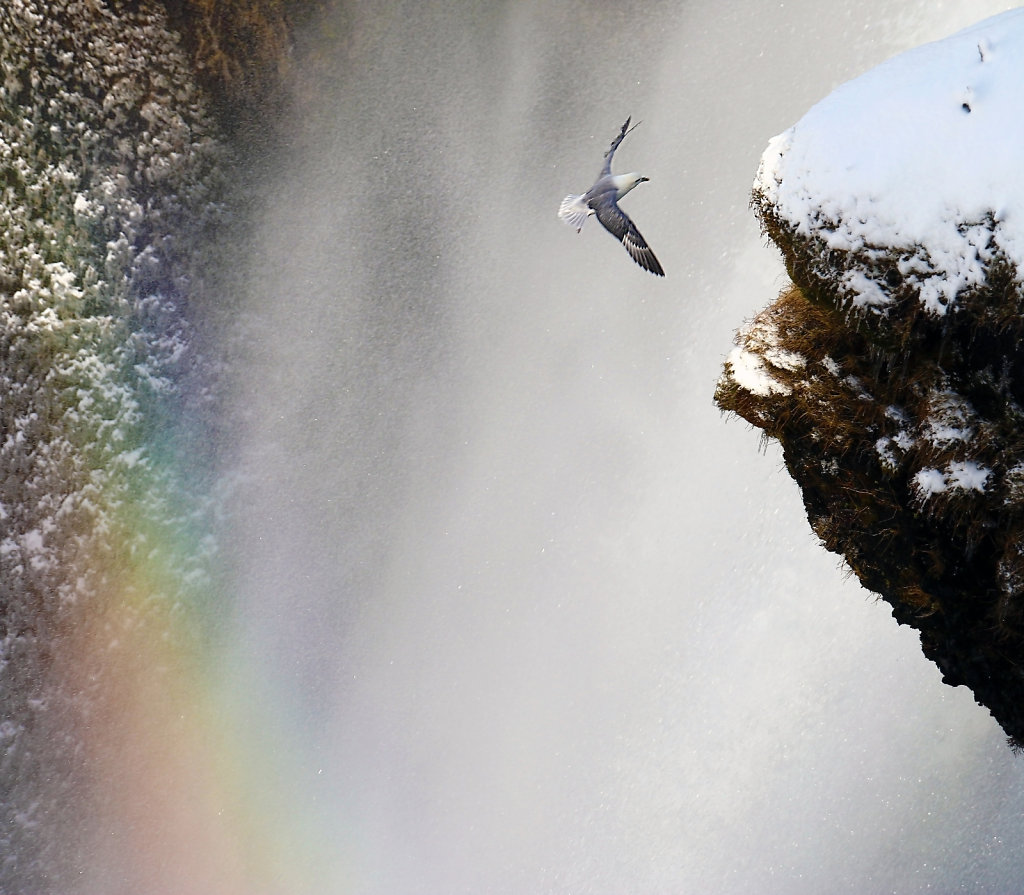 Fulmar boréal