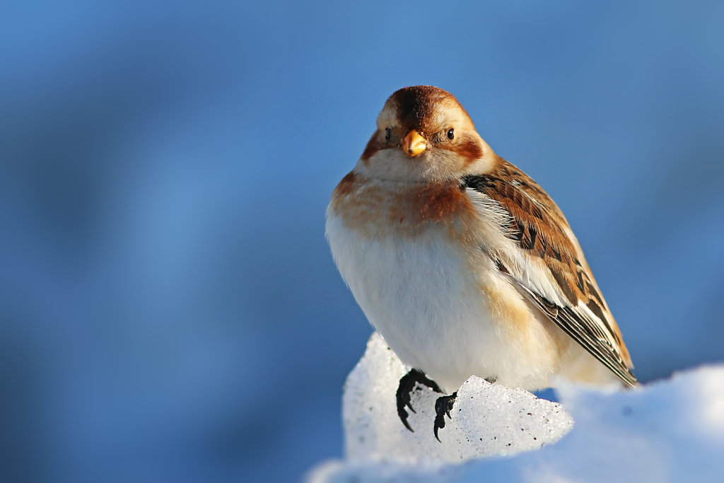 Bruant des neiges