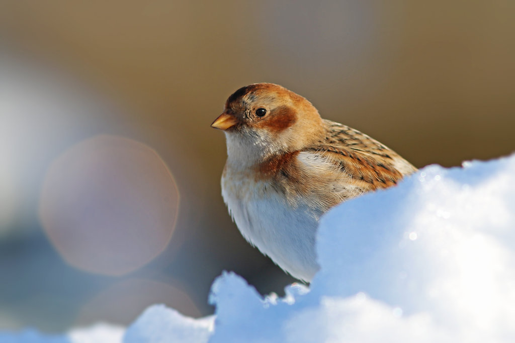 Bruant des neiges