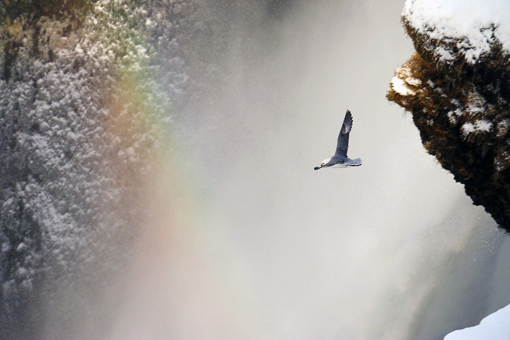 Fulmar boréal