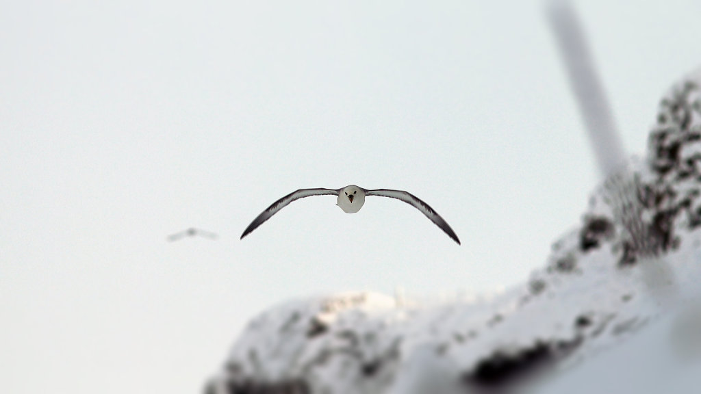 Fulmar boréal