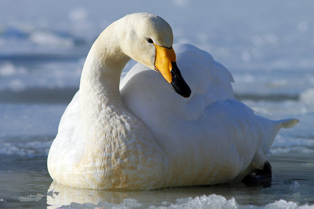 Cygne chanteur