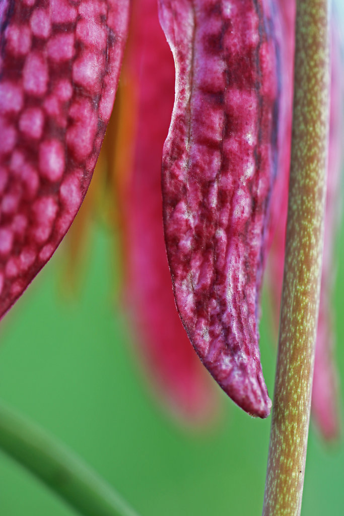 Fritillaire pintade