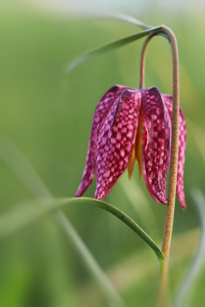 Fritillaire pintade