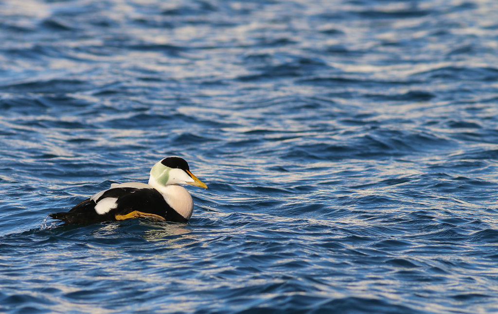 Cygnes, oies et canards