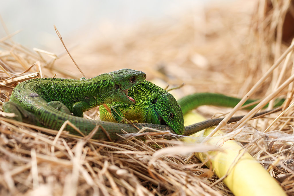 Reptiles