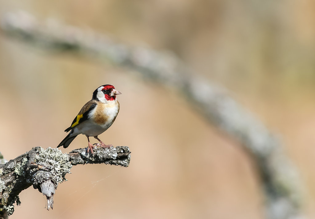 Chardonneret élégant